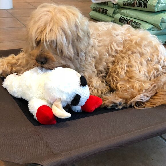 Mama Lamb Chop and Baby Lamb Chop Squeak Toys - Picture 9 of 9